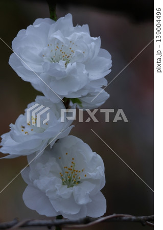 ひな祭りに飾る花 ひな祭りに飾る花 139004496
