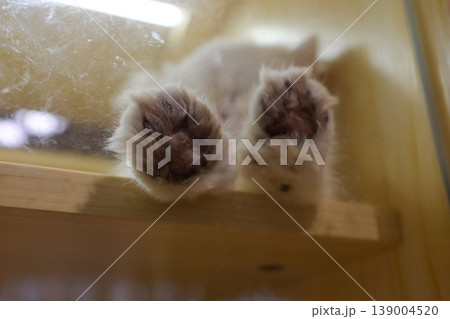 Close-up of the hand of a fluffy white cat in the cage of the pet shop. Animal and domestic pet concept. Pet scene. Close-up of the hand of a fluffy white cat in the cage of the pet shop. Animal and domestic pet concept. Pet scene. 139004520