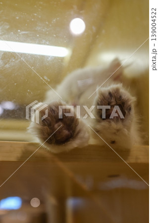Close-up of the hand of a fluffy white cat in the cage of the pet shop. Animal and domestic pet concept. Pet scene. 139004522
