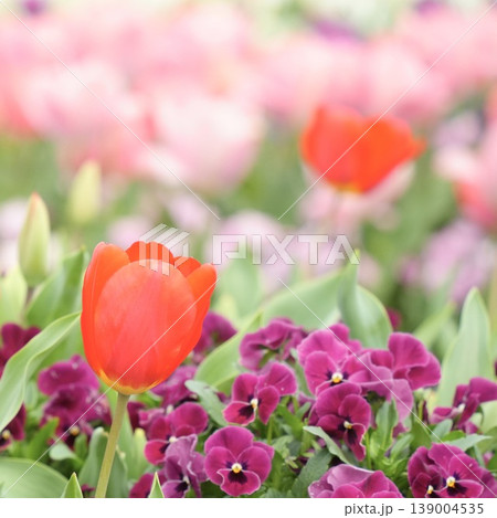 春の花壇に咲く ふんわり赤いチューリップ 春の花壇に咲く ふんわり赤いチューリップ 139004535