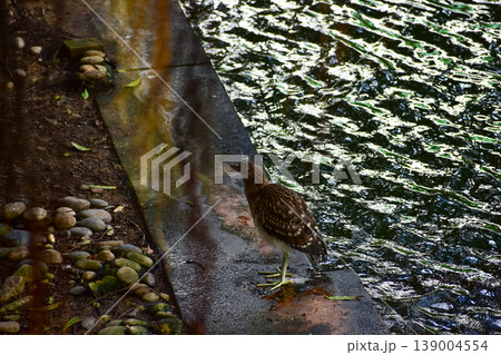 Black-crowned Night Heron in the park, garden. The scene of Black-crowned Night Heron in Kowloon Park, Hong Kong.  Cityscape and nature scene. Animals concept. 139004554