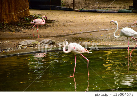 Greater Flamingo in the park, garden. The scene of Flamingos in Kowloon Park, Hong Kong. Pink flamingos rests in the shallow water of a pond in a lush green city park. Cityscape, nature and Animals sc Greater Flamingo in the park, garden. The scene of Flamingos in Kowloon Park, Hong Kong. Pink flamingos rests in the shallow water of a pond in a lush green city park. Cityscape, nature and Animals sc 139004575