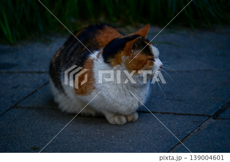 Close-up of a wild cat standing on the street. Animal and city concept. Cityscape and animal or pet scene. Close-up of a wild cat standing on the street. Animal and city concept. Cityscape and animal or pet scene. 139004601