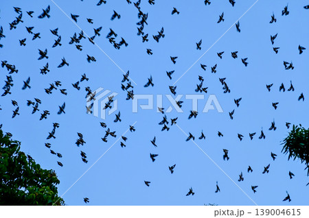 Flock of birds flying in the blue sky. Bird watching. Nature and wild animals scene. Flock of birds flying in the blue sky. Bird watching. Nature and wild animals scene. 139004615