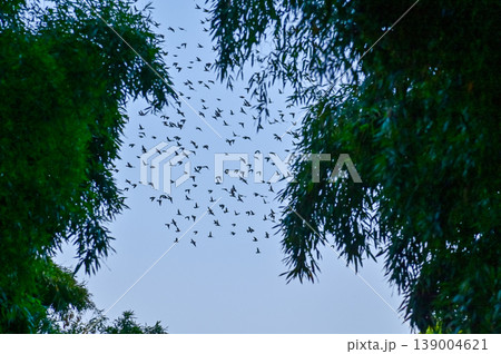 Flock of birds flying in the blue sky. Bird watching. Nature and wild animals scene. 139004621