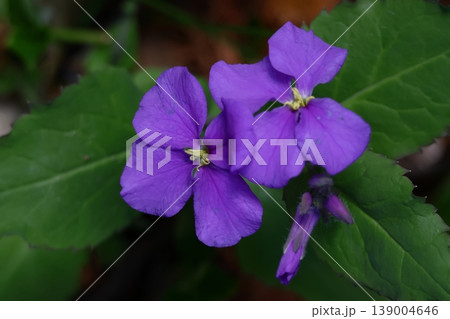 野原一面紫色の花畑 139004646