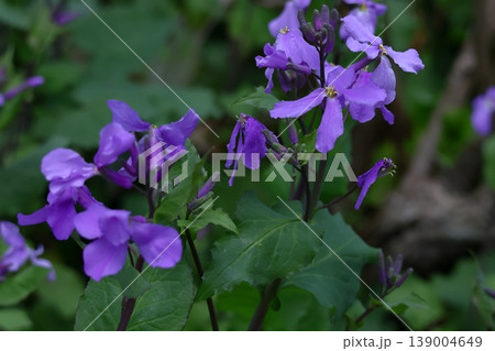 野原一面紫色の花畑 139004649