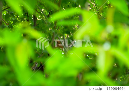 Red panda (Ailurus fulgens) in the tree at zoo. Animal and nature concept. Red panda (Ailurus fulgens) in the tree at zoo. Animal and nature concept. 139004664