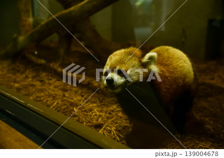 Close-up of the red panda (Ailurus fulgens) at zoo. Animal and nature concept. Close-up of the red panda (Ailurus fulgens) at zoo. Animal and nature concept. 139004678