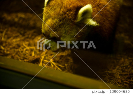 Close-up of the red panda (Ailurus fulgens) at zoo. Animal and nature concept. Close-up of the red panda (Ailurus fulgens) at zoo. Animal and nature concept. 139004680