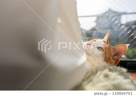 窓辺でくつろぐ猫　茶トラ白 139004701