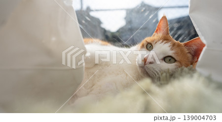 窓辺でくつろぐ猫 茶トラ白 窓辺でくつろぐ猫 茶トラ白 139004703