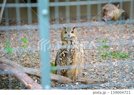 Looking from the fence of Bubo bubo, Eurasian Eagle Owl, in zoo. Owl in zoo. Nature and animal scene. Looking from the fence of Bubo bubo, Eurasian Eagle Owl, in zoo. Owl in zoo. Nature and animal scene. 139004721