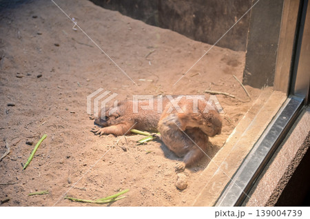 Close-up of black-tailed prairie dogs (Cynomys ludovicianus) at zoo. Small rodent on the stone. Nature and animal concept. 139004739