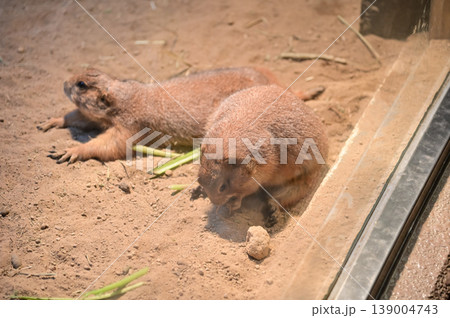 Close-up of black-tailed prairie dogs (Cynomys ludovicianus) at zoo. Small rodent on the stone. Nature and animal concept. Close-up of black-tailed prairie dogs (Cynomys ludovicianus) at zoo. Small rodent on the stone. Nature and animal concept. 139004743