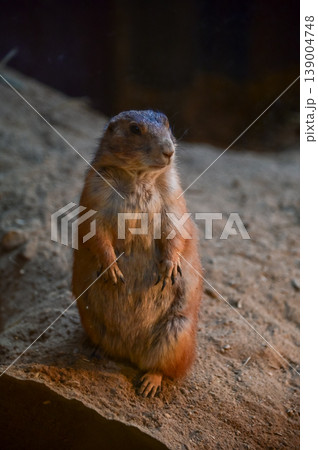 Close-up of black-tailed prairie dogs (Cynomys ludovicianus) at zoo. Small rodent on the stone. Nature and animal concept. Close-up of black-tailed prairie dogs (Cynomys ludovicianus) at zoo. Small rodent on the stone. Nature and animal concept. 139004748