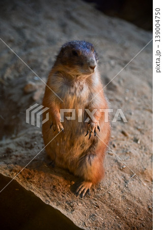 Close-up of black-tailed prairie dogs (Cynomys ludovicianus) at zoo. Small rodent on the stone. Nature and animal concept. Close-up of black-tailed prairie dogs (Cynomys ludovicianus) at zoo. Small rodent on the stone. Nature and animal concept. 139004750