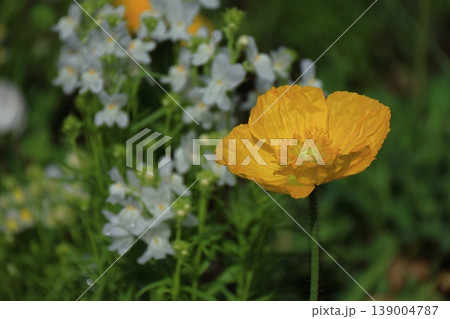 一面の花畑 139004787