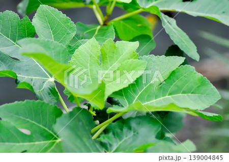 Ficus carica, fig or common fig plant or fig plant 139004845