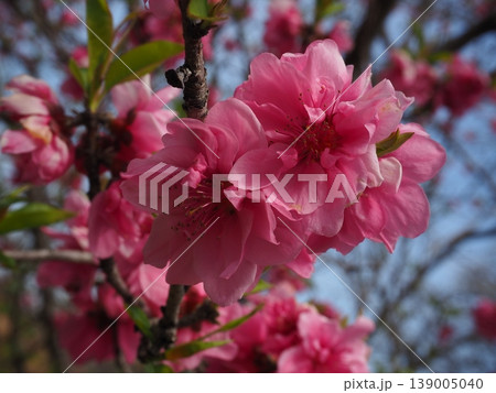 ボタン桜 ボタン桜 139005040