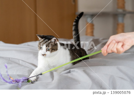 おもちゃで遊ぶ猫 キジトラ猫 おもちゃで遊ぶ猫 キジトラ猫 139005076