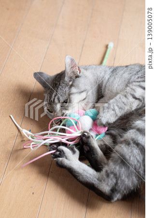 おもちゃで遊ぶ可愛い猫　サバトラ猫 139005078