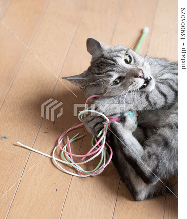 おもちゃで遊ぶ可愛い猫 サバトラ猫 おもちゃで遊ぶ可愛い猫 サバトラ猫 139005079