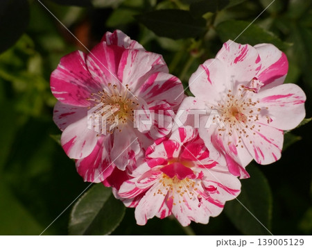 マーブル模様の薔薇 139005129