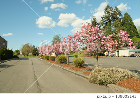 Peak bloom cherry blossoms in State Washington Peak bloom cherry blossoms in State Washington 139005143