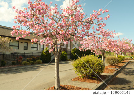 Peak bloom cherry blossoms in State Washington Peak bloom cherry blossoms in State Washington 139005145