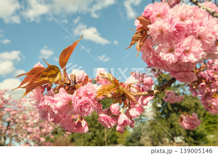 Peak bloom cherry blossoms close-up in State Washington Peak bloom cherry blossoms close-up in State Washington 139005146