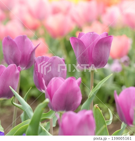 春の花壇に咲く カラフルな美しいチューリップ 春の花壇に咲く カラフルな美しいチューリップ 139005161