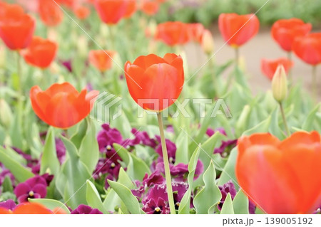 春の花壇に咲く　ふんわり赤いチューリップ 139005192