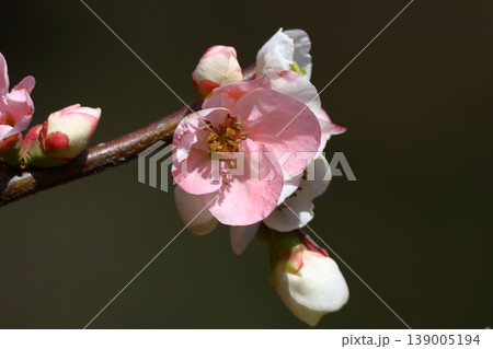 華やかに咲く 華やかに咲く 139005194