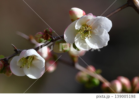 華やかに咲く 華やかに咲く 139005198
