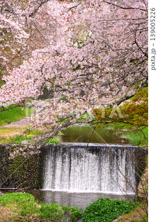 桜と段差を流れ落ちる川の水 桜と段差を流れ落ちる川の水 139005226
