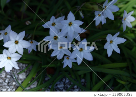 星形をした花 星形をした花 139005355
