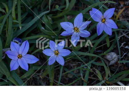 星形をした花 星形をした花 139005358