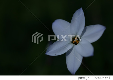 星形をした花 星形をした花 139005361