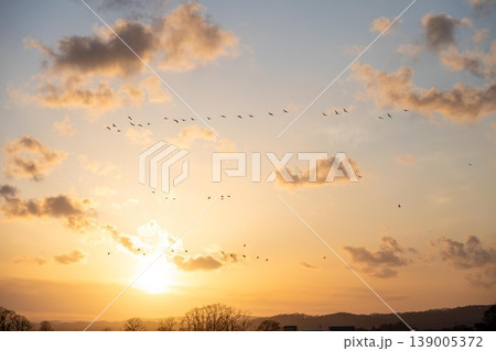 美唄市 宮島沼 マガン帰巣の夕べ 美唄市 宮島沼 マガン帰巣の夕べ 139005372