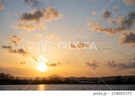 美唄市　宮島沼　マガン帰巣の夕べ 139005373