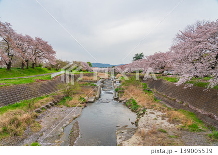 春の八王子市 南浅川の桜並木 春の八王子市 南浅川の桜並木 139005519