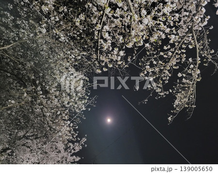 夜桜を見上げる先に満月ピンクムーン 夜桜を見上げる先に満月ピンクムーン 139005650