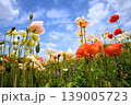 万博記念公園のカラフルなホピーの花 139005723