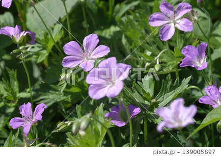 夏山に咲く高山植物ハクサンフウロ・お花畑で群生する可憐な山野草の風景 夏山に咲く高山植物ハクサンフウロ・お花畑で群生する可憐な山野草の風景 139005897
