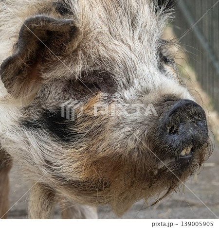 Close Up Portrait of a Black and White Domestic Pig Close Up Portrait of a Black and White Domestic Pig 139005905