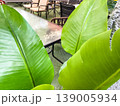Large green leaves framing outdoor dining area with glass table 139005934