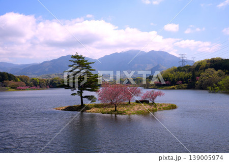 滋賀県日野川ダムの”浮島の八重桜” 139005974