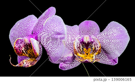 Vibrant Purple Spotted Phalaenopsis Orchid Flowers Isolated on Black Background Vibrant Purple Spotted Phalaenopsis Orchid Flowers Isolated on Black Background 139006165