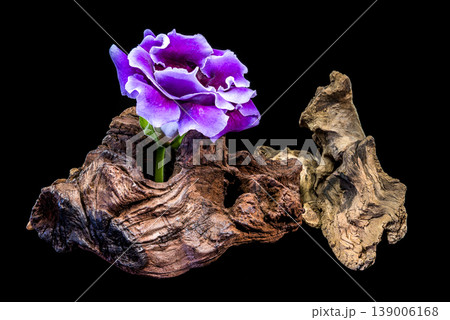 Single purple velvet Gloxinia flower growing through weathered wooden driftwood Single purple velvet Gloxinia flower growing through weathered wooden driftwood 139006168